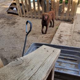 Girl 1 - Brown Chesapeake Bay Retriever puppy in Merlin, Oregon from Creekside Chesapeakes