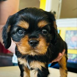 Cavalier King Charles Spaniel Puppies from Solheimar