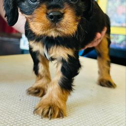 Cavalier King Charles Spaniel Puppies from Solheimar