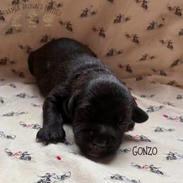 Gonzo - Black male Schnoodle puppy in Sedalia, Missouri from Farmer Brown's Puppies