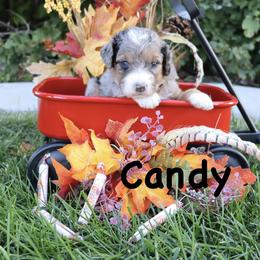 Candy - Merle female Bernedoodle puppy in Helper, Utah from Doodle Love Utah