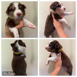 Yellow - Red merle male Australian Shepherd puppy in Iola, Texas from MK Aussies
