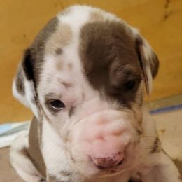 Girl 2 - Chocolate and white Great Dane puppy in Columbia Stat, Ohio from Rocky Road Chocolate Danes