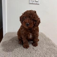 Chestnut - Red  male Poodle puppy in Riverside, California from Poodles