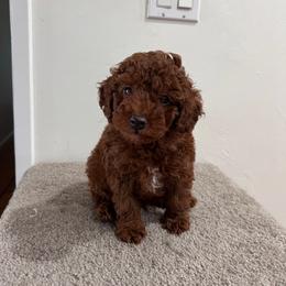 Chestnut - Red  male Poodle puppy in Riverside, California from Poodles