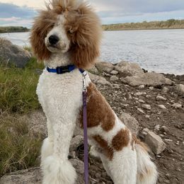 Aussiedoodles from SunnyVille Doodles