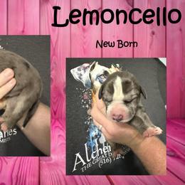 Lemoncello - Merle female Great Dane puppy in Medford, New York from Alchemy Danes