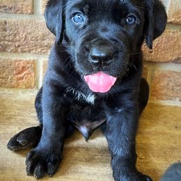 Cane Corso Puppies from Raising Kane Corso’s