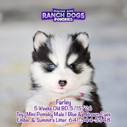 Farley - Black and white male Pomsky puppy in Humeston, Iowa from M.A.R. Dogs