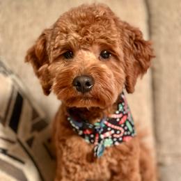 Milo - Goldendoodle