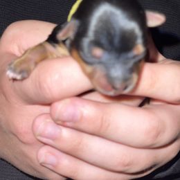 Yorkshire Terrier Puppies from Buddha Babies Yorkshire Terriers