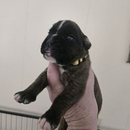 Yellow - Brindle male Boxer puppy in Petrolia, Pennsylvania from Arktis Boxers