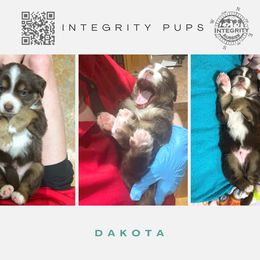 Australian Shepherd and Miniature Australian Shepherd Puppies from Integrity Aussies Tx