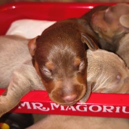 Chocolate And Rust Male - Chocolate and rust male Miniature Pinscher puppy in Cincinnati, Ohio from ALL AMERICAN K9 LLC