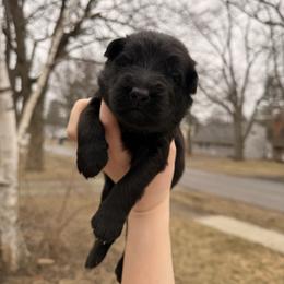 Doc - Bi-color male German Shepherd puppy in Perrysburg, Ohio from Fancy GSDs