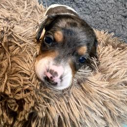 Mary - Dapple female Dachshund puppy in Bigfork, Minnesota from Dachshunds Up North