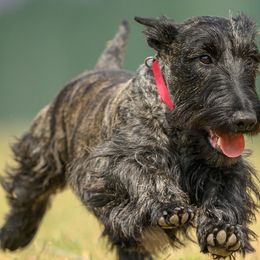 Scottish Terriers from Irish Creek Scotties