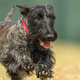 Scottish Terriers from Irish Creek Scotties