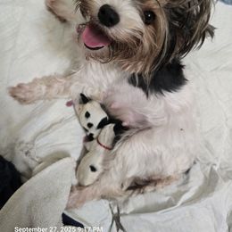 Lola - Biewer Terrier