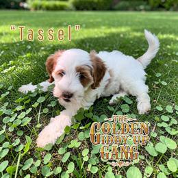 Tassel - Parti female Goldendoodle puppy in Henrico, Virginia from Paws 4 Doodles, LLC