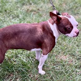 Boston Terrier and Rottweiler Puppies from Ronnie Dreher's Boston Terriers