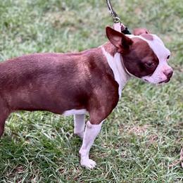 Boston Terrier and Rottweiler Puppies from Ronnie Dreher's Boston Terriers