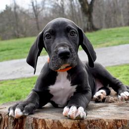 Woodford Reserve - Black and white male Great Dane puppy in Chapmansboro, Tennessee from Balthrop Bend Farms