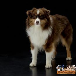 Rumble - Miniature American Shepherd