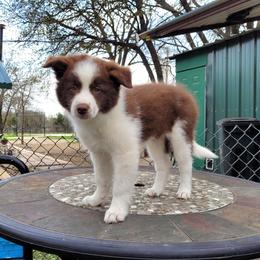 Amber 2500 - White and red female Border Collie puppy in Morgan, Texas from Shooting Star Ranch