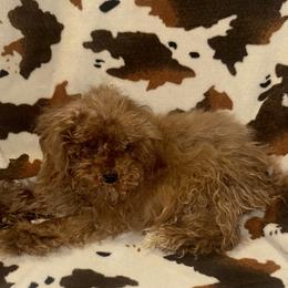 Donner - male Cavapoo puppy in Copan, Oklahoma from J&K Kennels