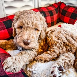 Goldendoodle Puppies from Lundee Doodles