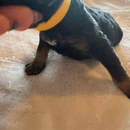 Haven - Phantom female Poodle puppy in Vaughn, Montana from 406 Poodles