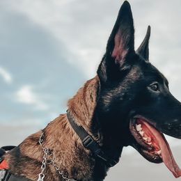Belgian Malinois from MDK Malinois