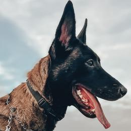 Belgian Malinois from MDK Malinois