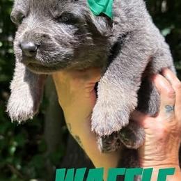 Waffle - Blue female German Shepherd puppy in Fort Jennings, Ohio from Von Holtzapple German shepherds