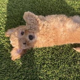 Cavapoo Puppies from Cool Cavapoos