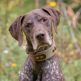 German Shorthaired Pointers from Sweet Life Kennels