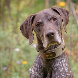German Shorthaired Pointers from Sweet Life Kennels