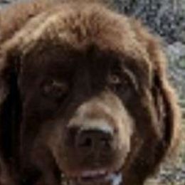 Grady - Newfoundland