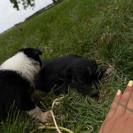 Cowgirl - Black tri-color female Australian Shepherd puppy in Ridgeville, Indiana from McCord’s Standard Aussies