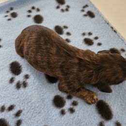 Boy 2 - Sable male Cavapoo puppy in Grayville, Illinois from Debs Doodles, Cavapoos, Cavadoodles