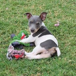 Otto - White and blue male Teddy Roosevelt Terrier puppy in Claremore, Oklahoma from Travelin' Man Terriers