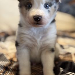 Green - Blue merle male Miniature Australian Shepherd puppy in Arizona from Country Charm Mini Aussies