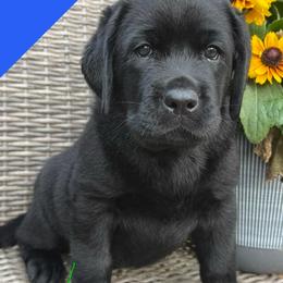 Blue - Black male Labrador Retriever puppy in Wilson’s, Virginia from Cedar Hill Farm Labradors