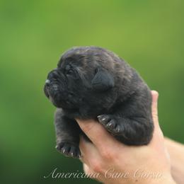 Boy 1 - Chestnut brindle male Cane Corso puppy in Cable, Ohio from Americana Cane Corso