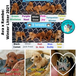 Poodle Puppies from Derby Family Poodle