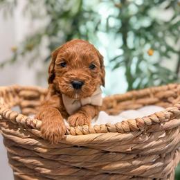 Root Beer - Red  male Goldendoodle puppy in Sulphur, Louisiana from Curly Q’s Of Carlyss