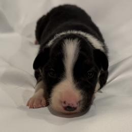 Brogan - Tri-color male Border Collie puppy in Paris, Texas from Broadmoor Farm