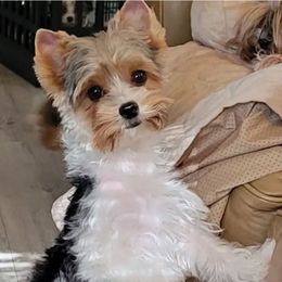 Gabby - Biewer Terrier