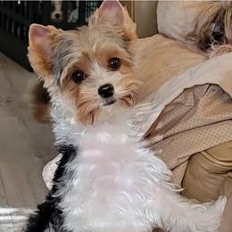 Gabby - Biewer Terrier